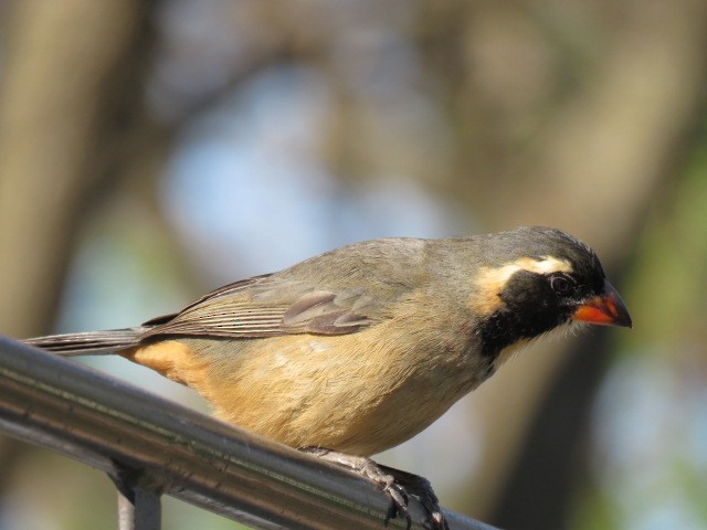 oransjenebbsaltator - ML644226848