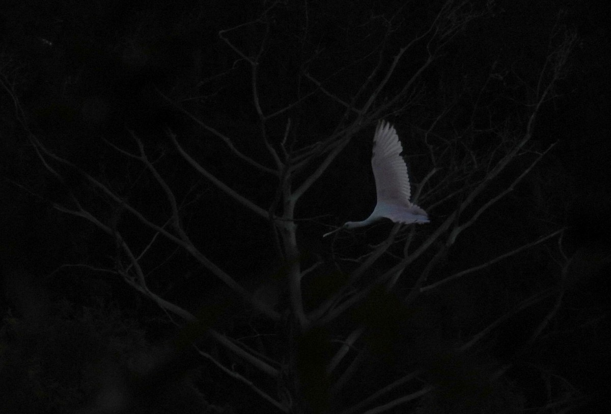 Roseate Spoonbill - ML644226858