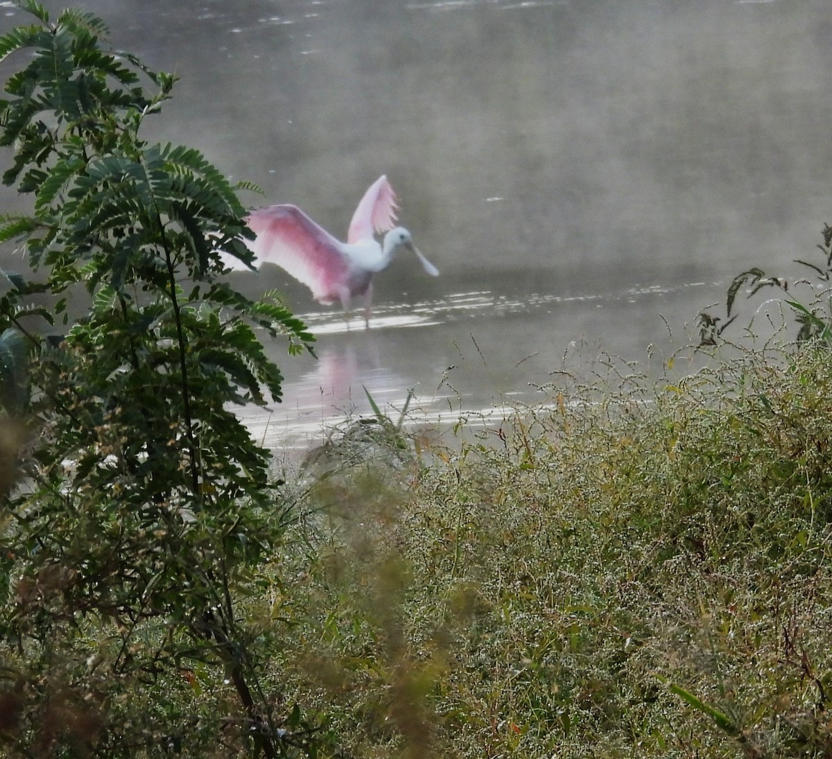 Roseate Spoonbill - ML644226859