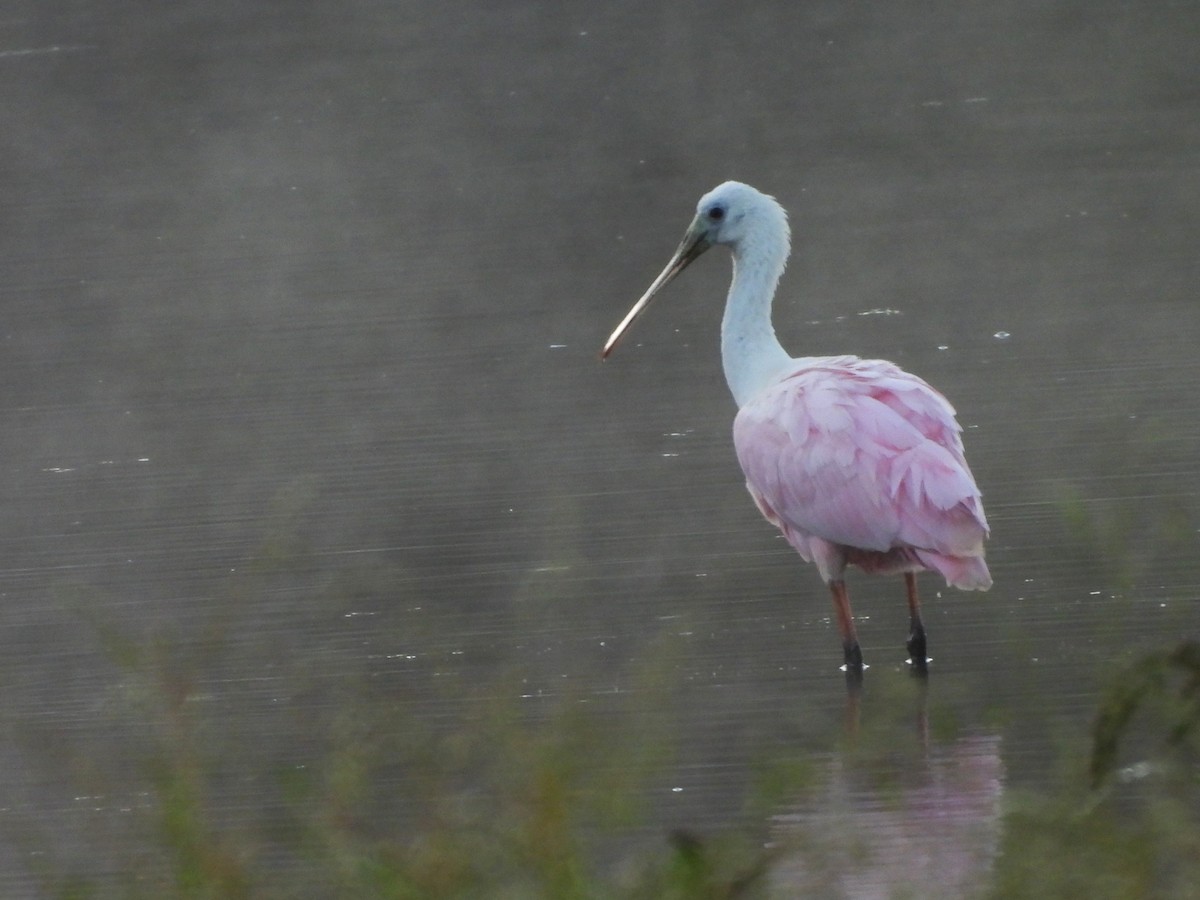 Roseate Spoonbill - ML644226860