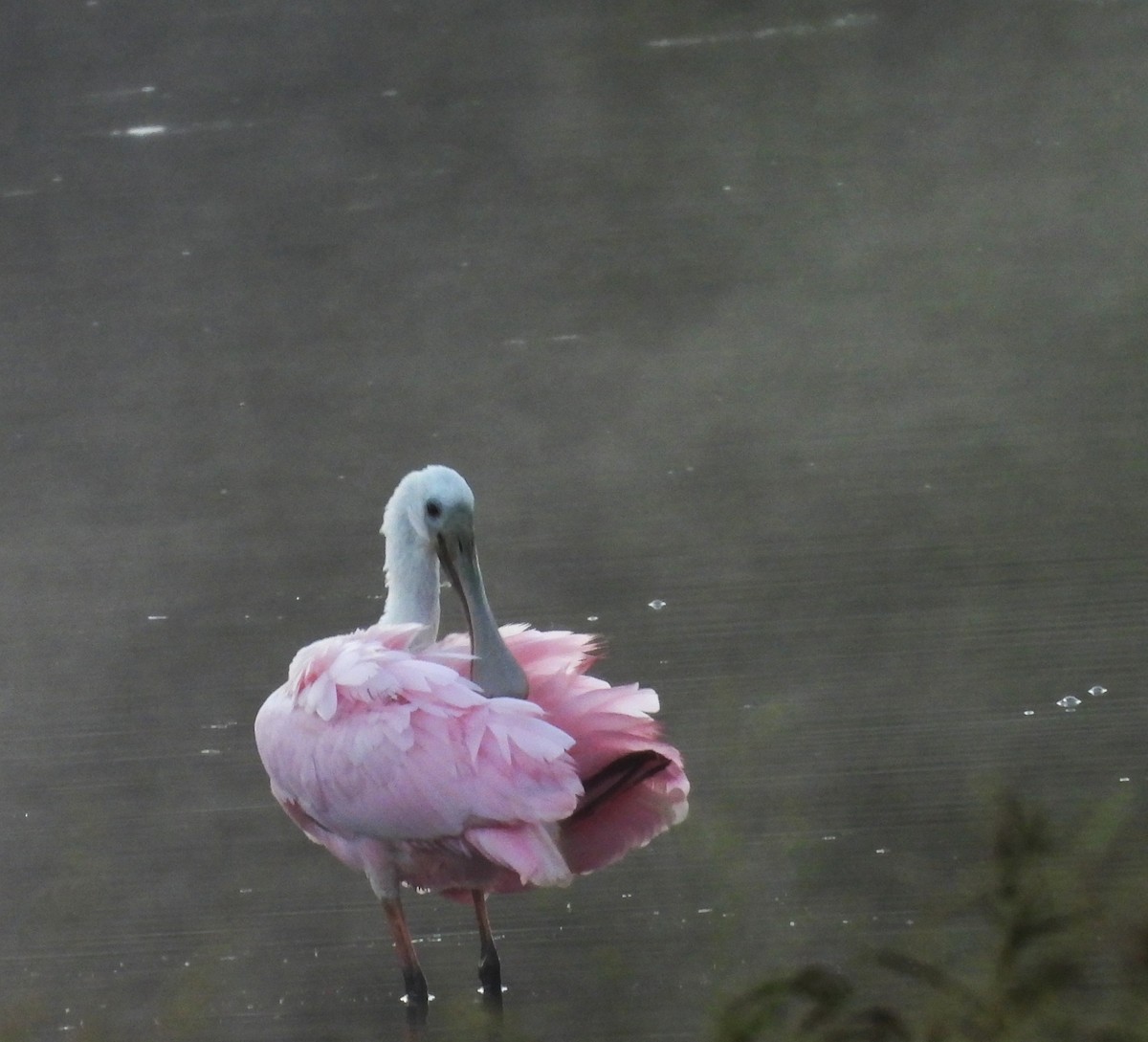 Roseate Spoonbill - ML644226861