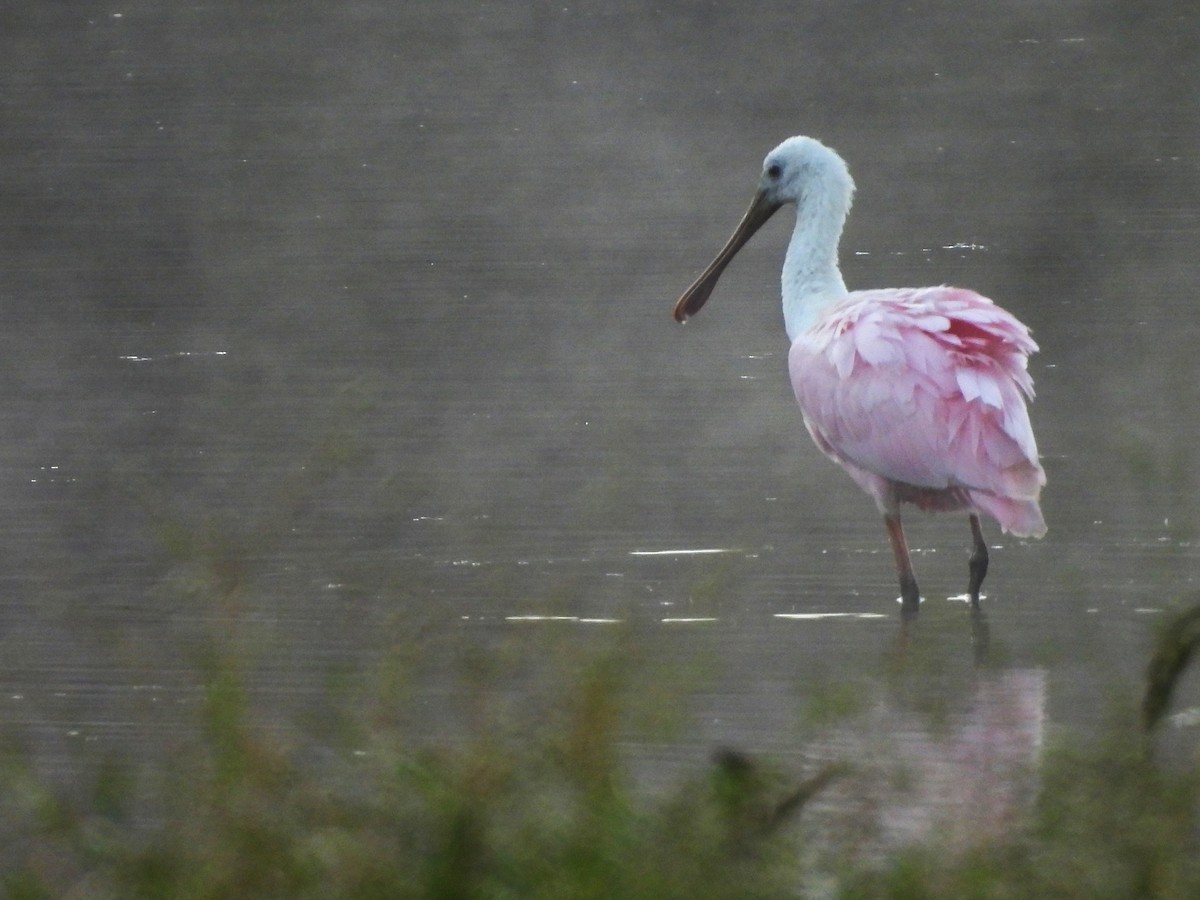 Roseate Spoonbill - ML644226862