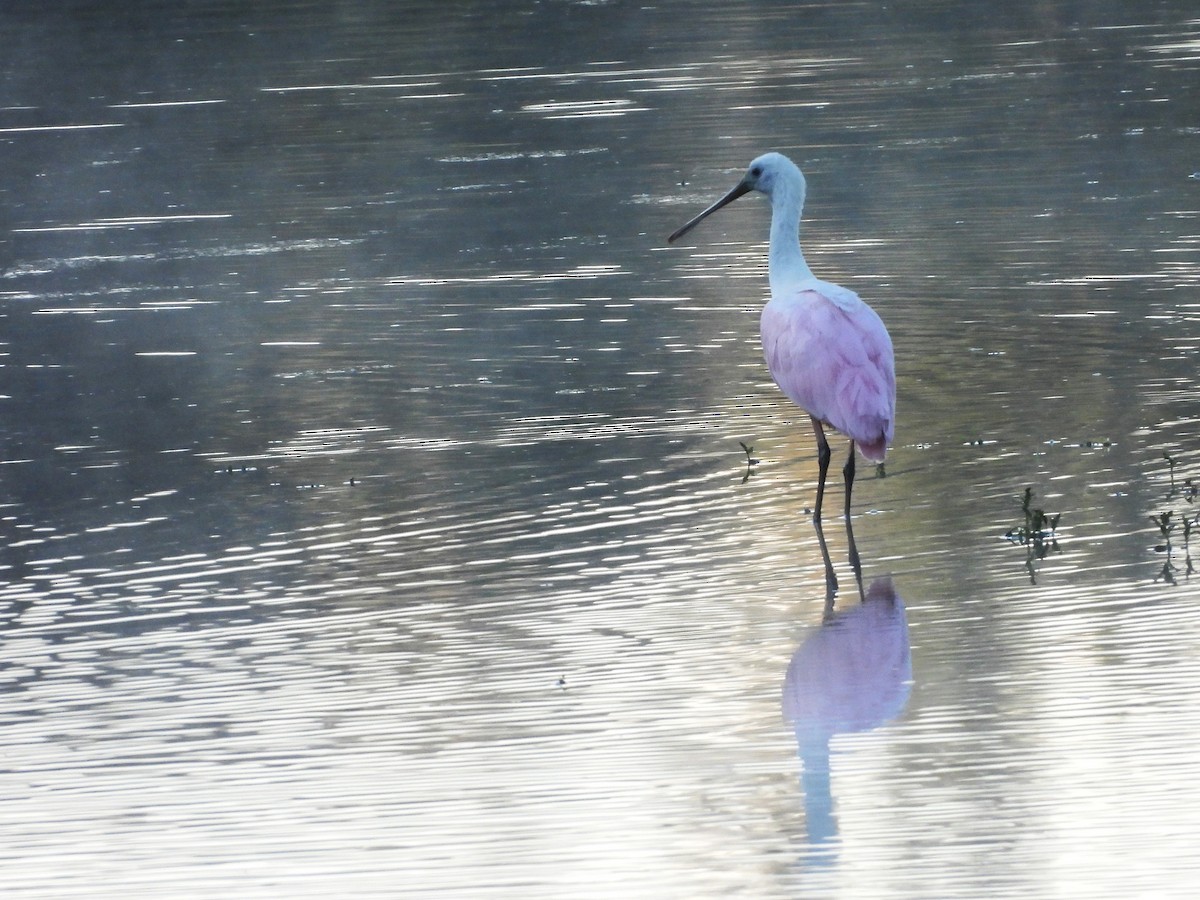 Roseate Spoonbill - ML644226863