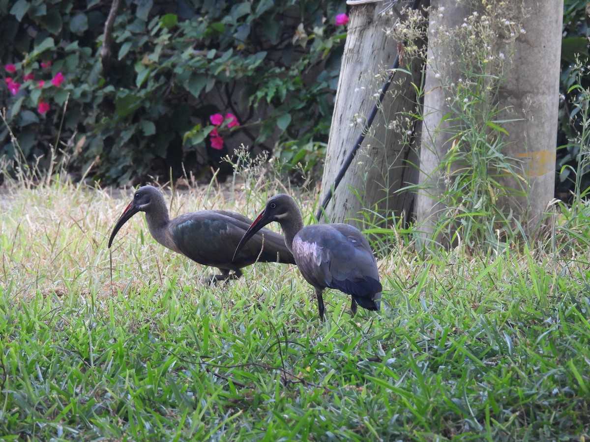 Hadada Ibis - ML644226865