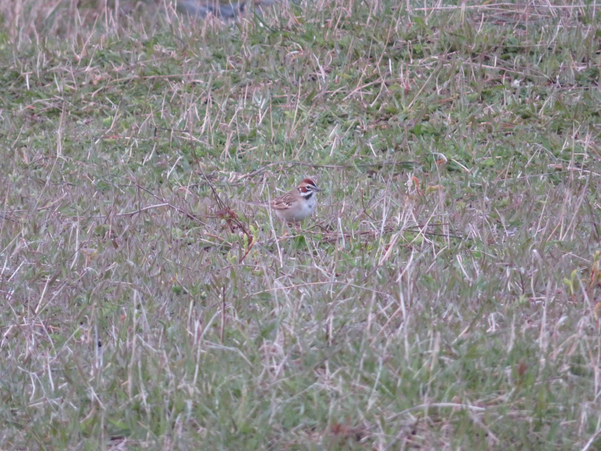 Lark Sparrow - ML644226876