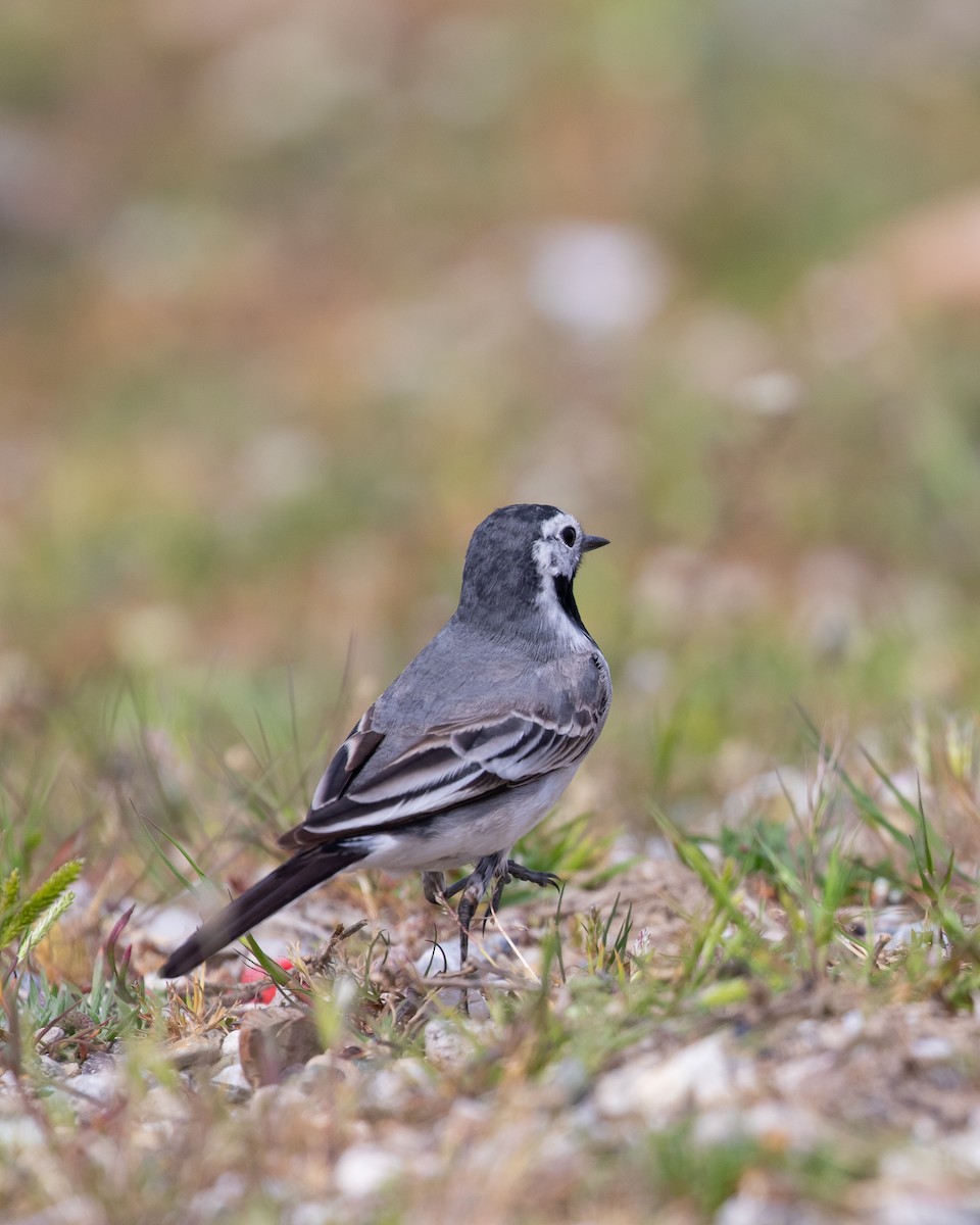 White Wagtail - ML644226878
