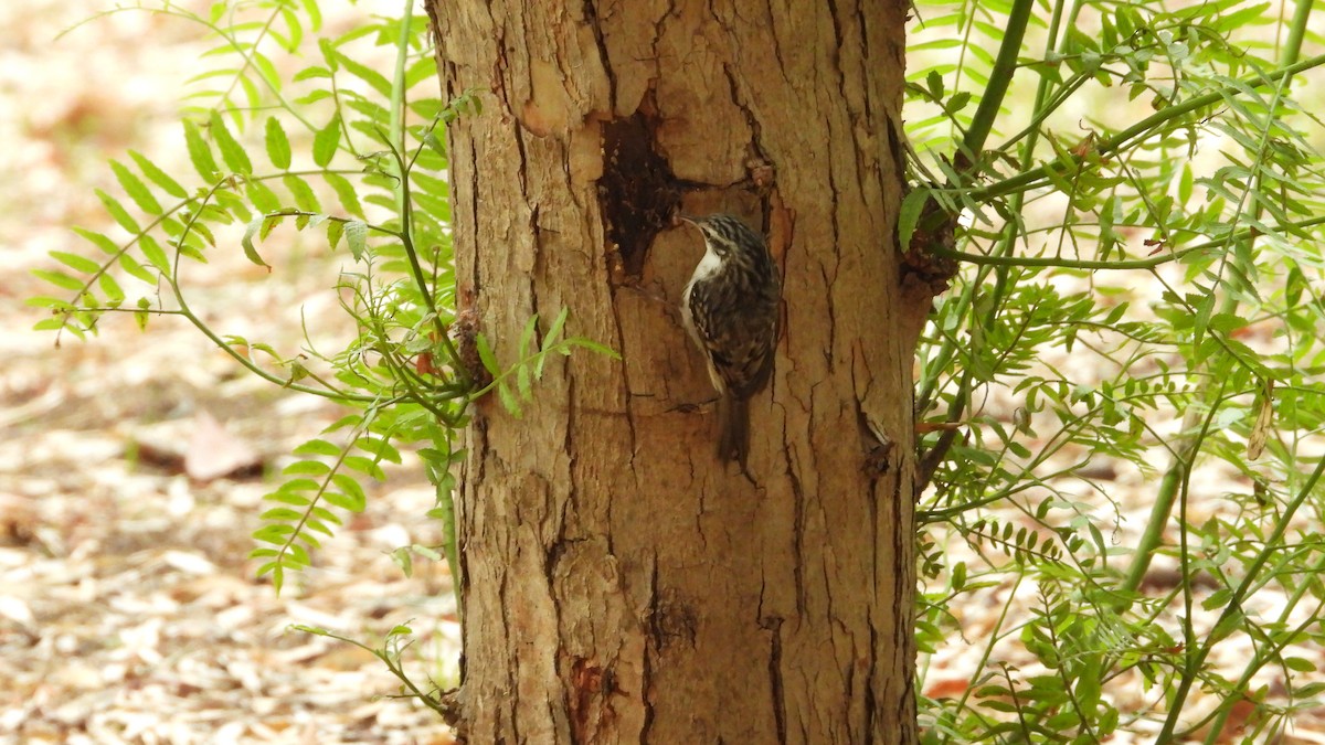 Brown Creeper - ML644226881
