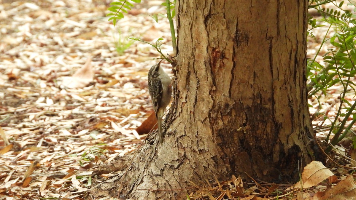 Brown Creeper - ML644226882