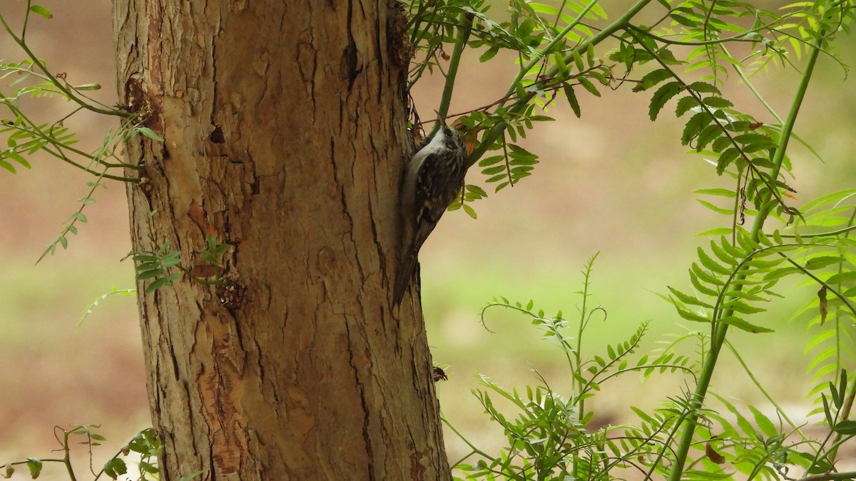Brown Creeper - ML644226883