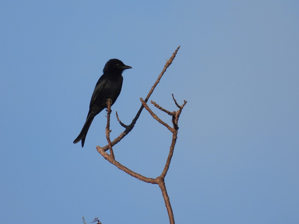 Fork-tailed Drongo - ML644226887