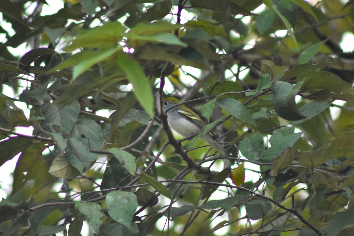 Chestnut-sided Warbler - ML644226890