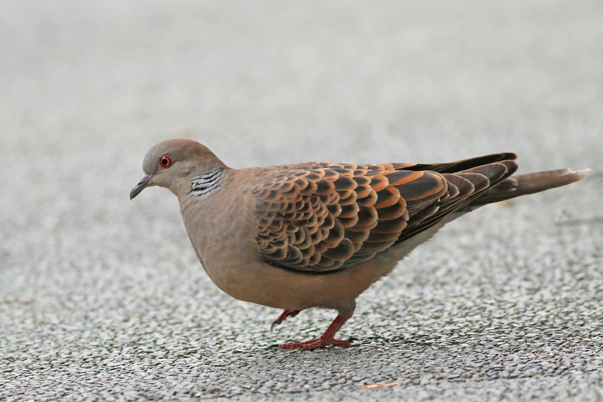 Oriental Turtle-Dove - ML644226906