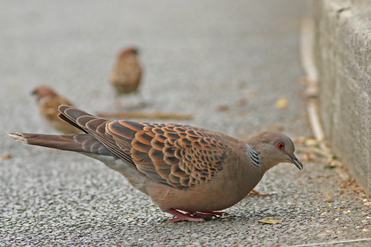 Oriental Turtle-Dove - ML644226907