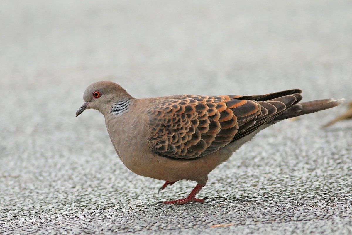 Oriental Turtle-Dove - ML644226908