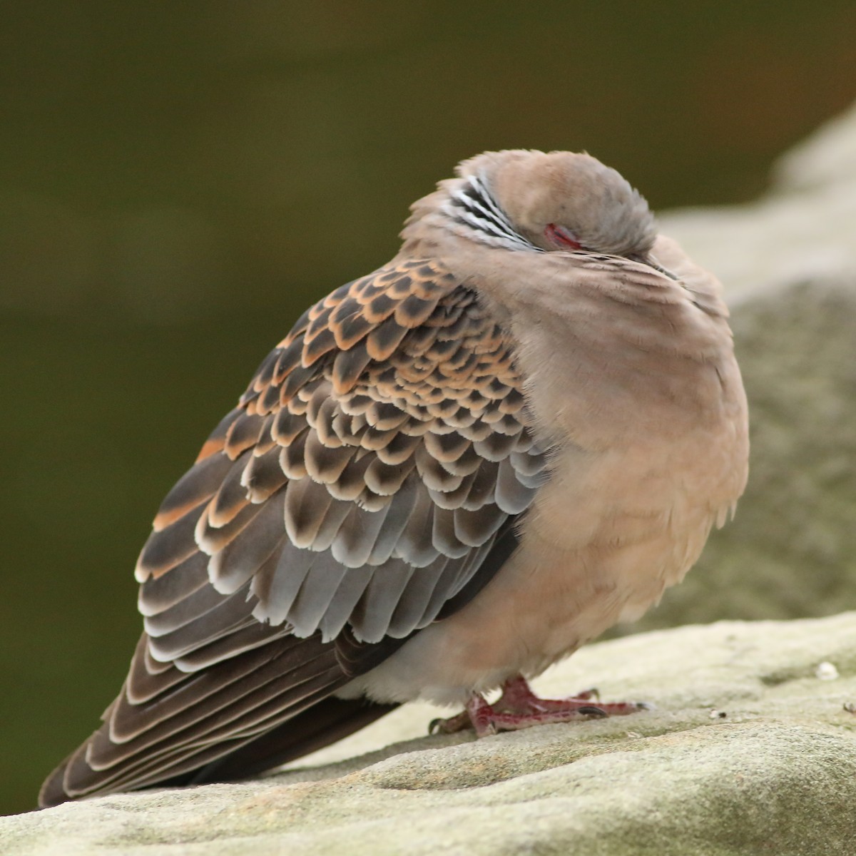 Oriental Turtle-Dove - ML644226909