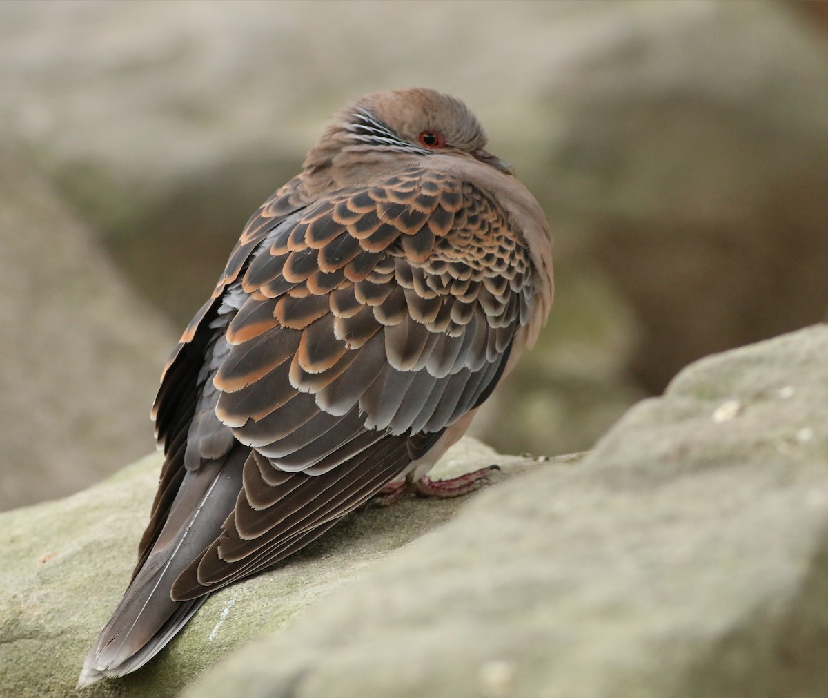 Oriental Turtle-Dove - ML644226910