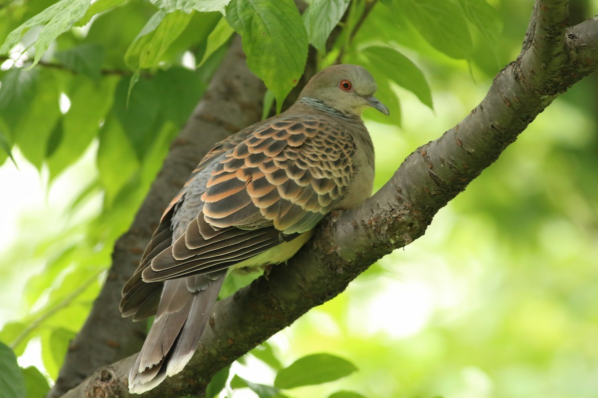 Oriental Turtle-Dove - ML644226912