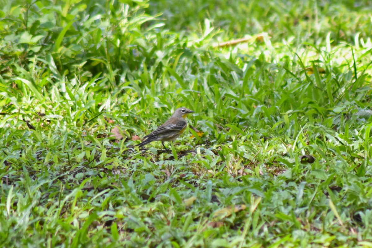 Yellow-rumped Warbler - ML644226913