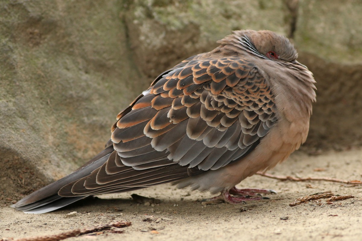 Oriental Turtle-Dove - ML644226914