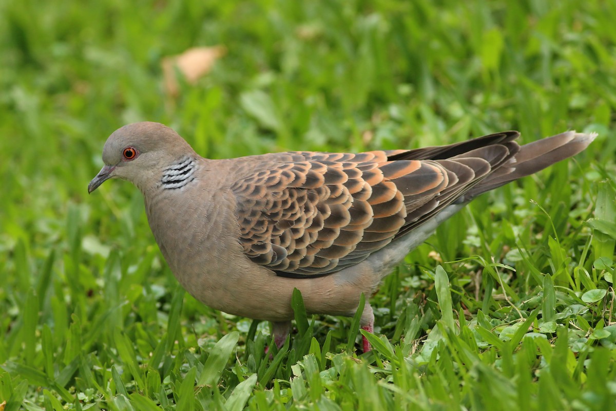 Oriental Turtle-Dove - ML644226915