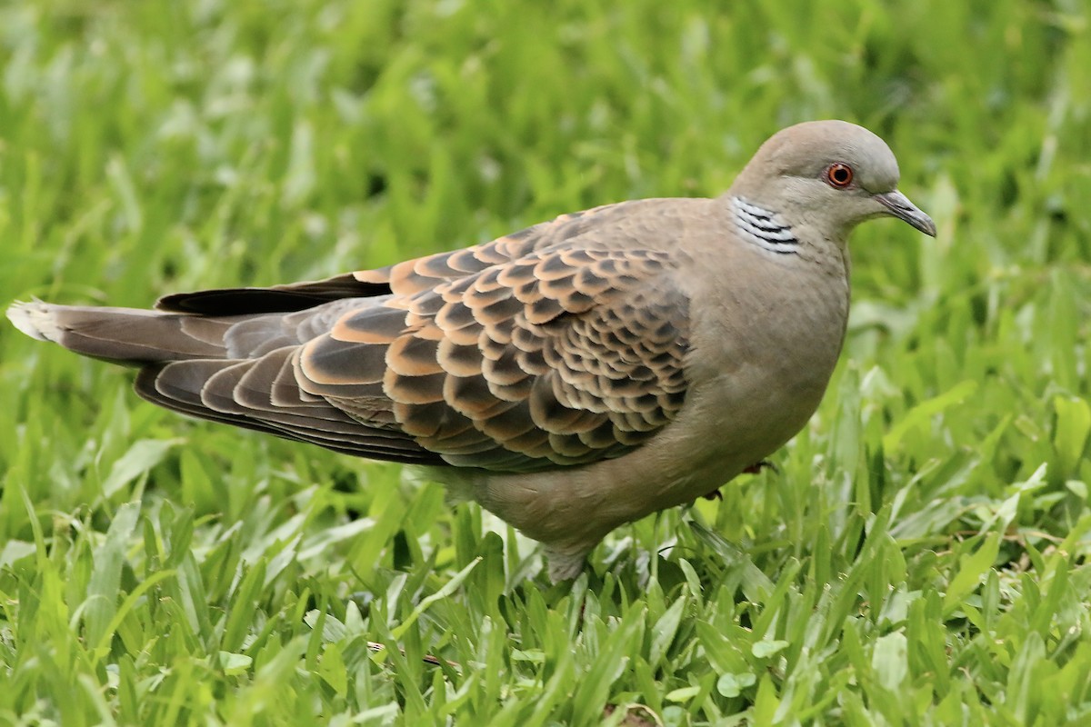 Oriental Turtle-Dove - ML644226917