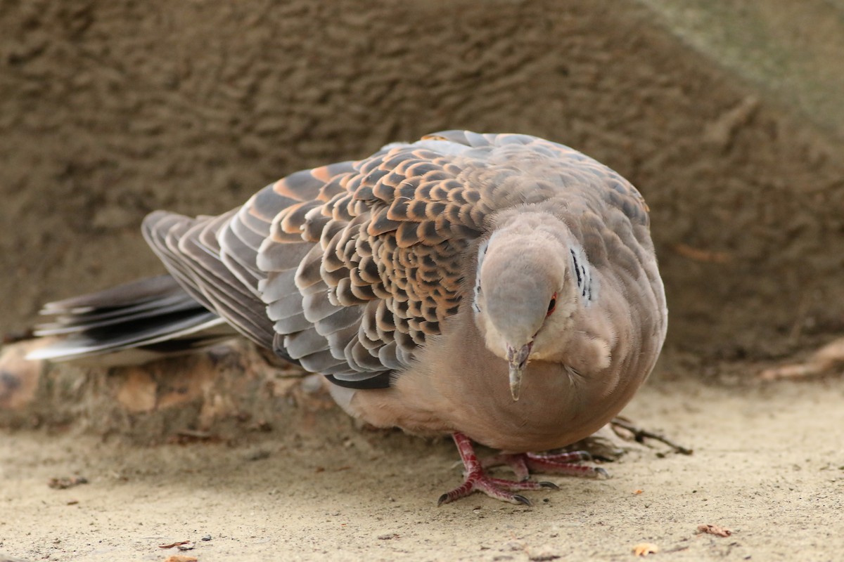 Oriental Turtle-Dove - ML644226918