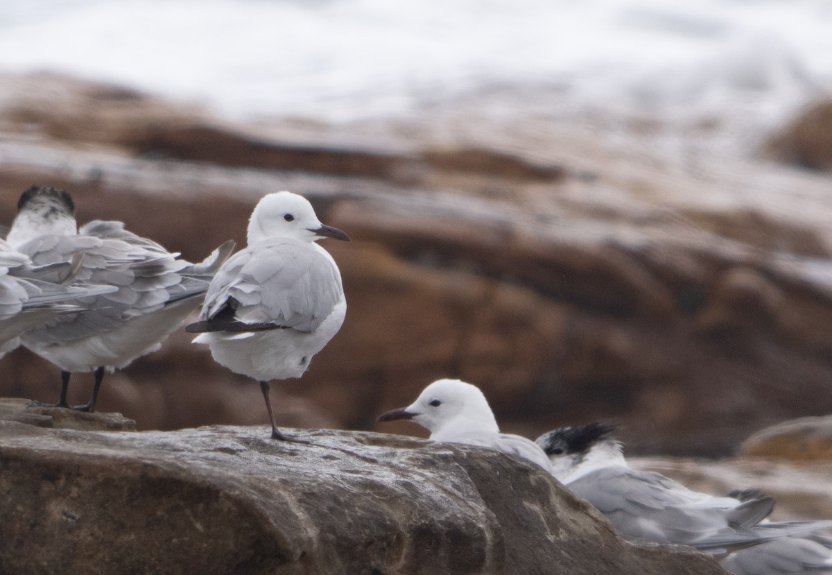 Hartlaub's Gull - ML644226940