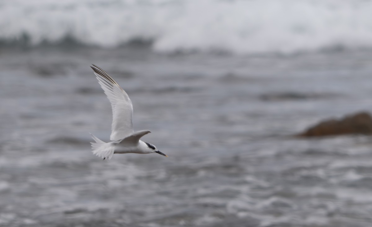 Sandwich Tern (Eurasian) - ML644226963