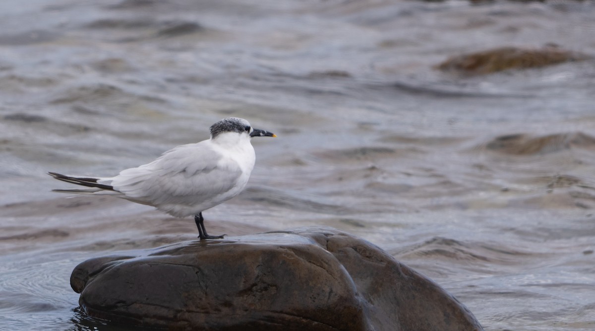 Sandwich Tern (Eurasian) - ML644226964