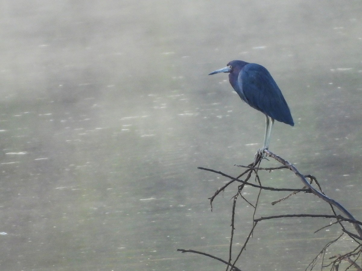 Little Blue Heron - ML644226981