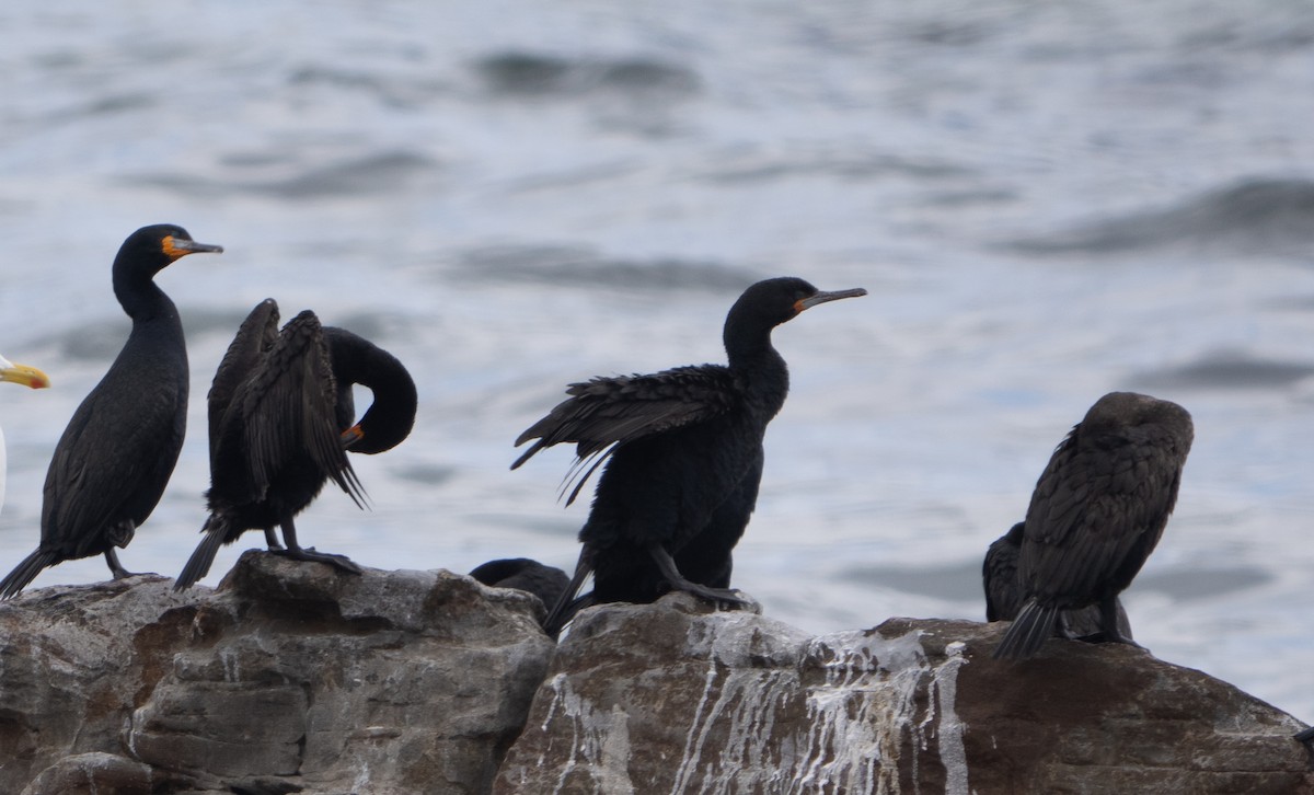 Cormoran du Cap - ML644226992