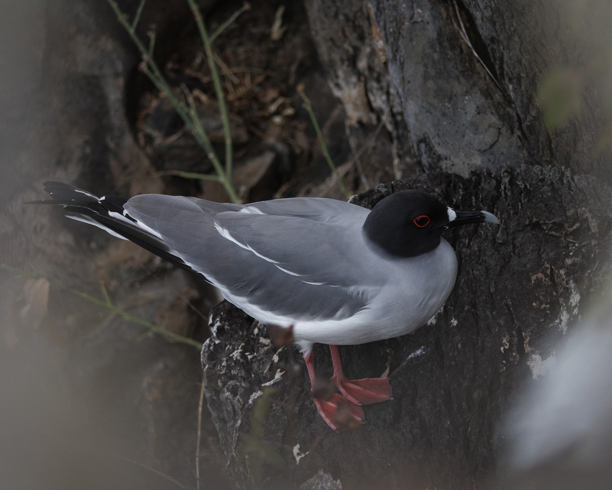 Gaviota Tijereta - ML644227000