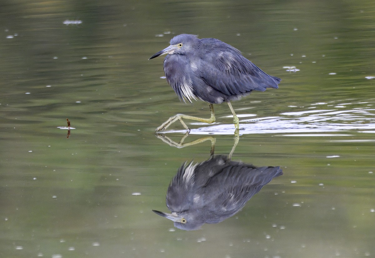 Little Blue Heron - ML644227002