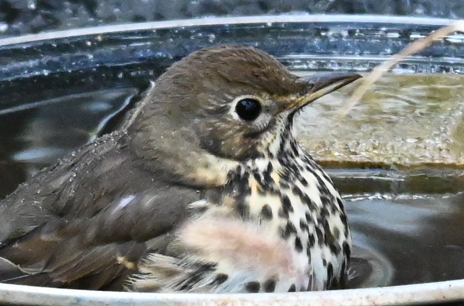 drozd zpěvný - ML644227009