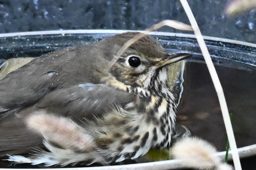 drozd zpěvný - ML644227010