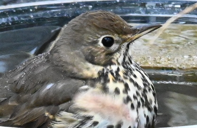 drozd zpěvný - ML644227011