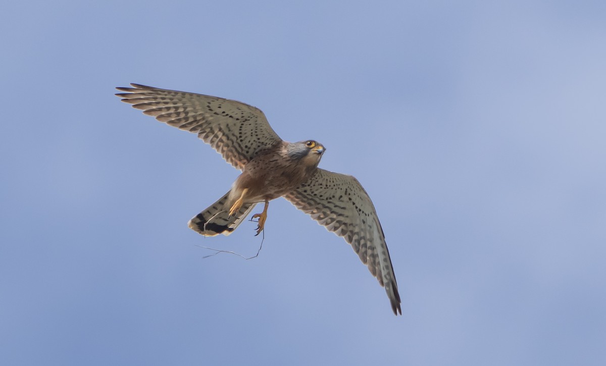 Скальная пустельга - ML644227012