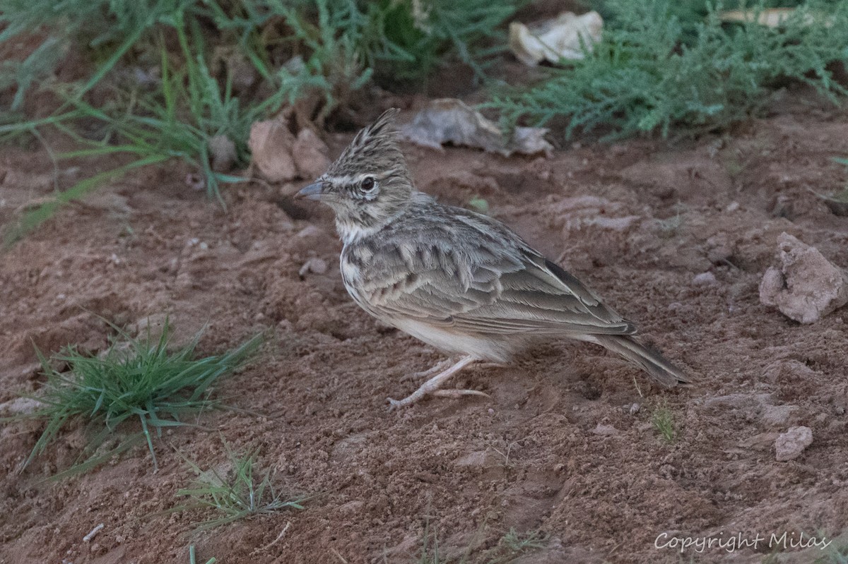 Thekla's Lark - Milas Santos