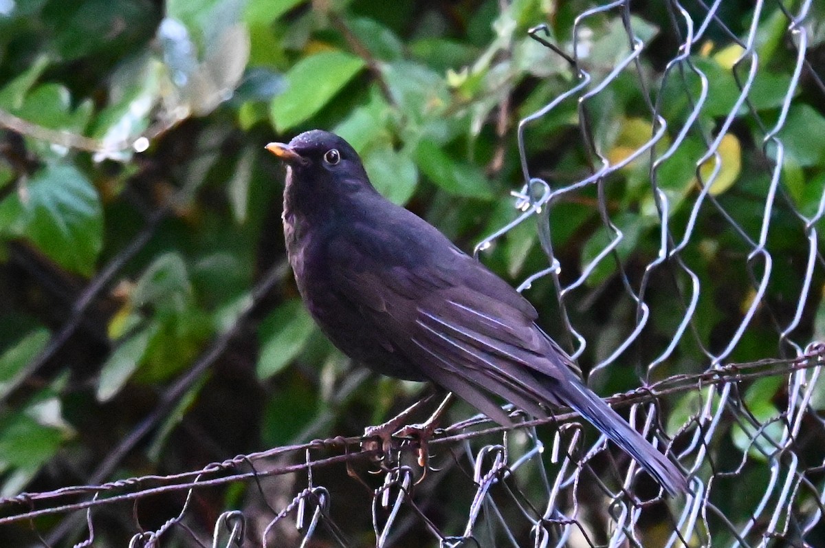 kos černý - ML644227030