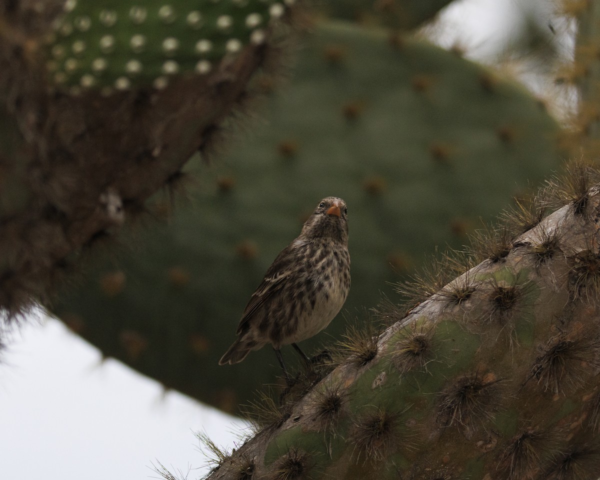Kaktusgrundfink - ML644227061