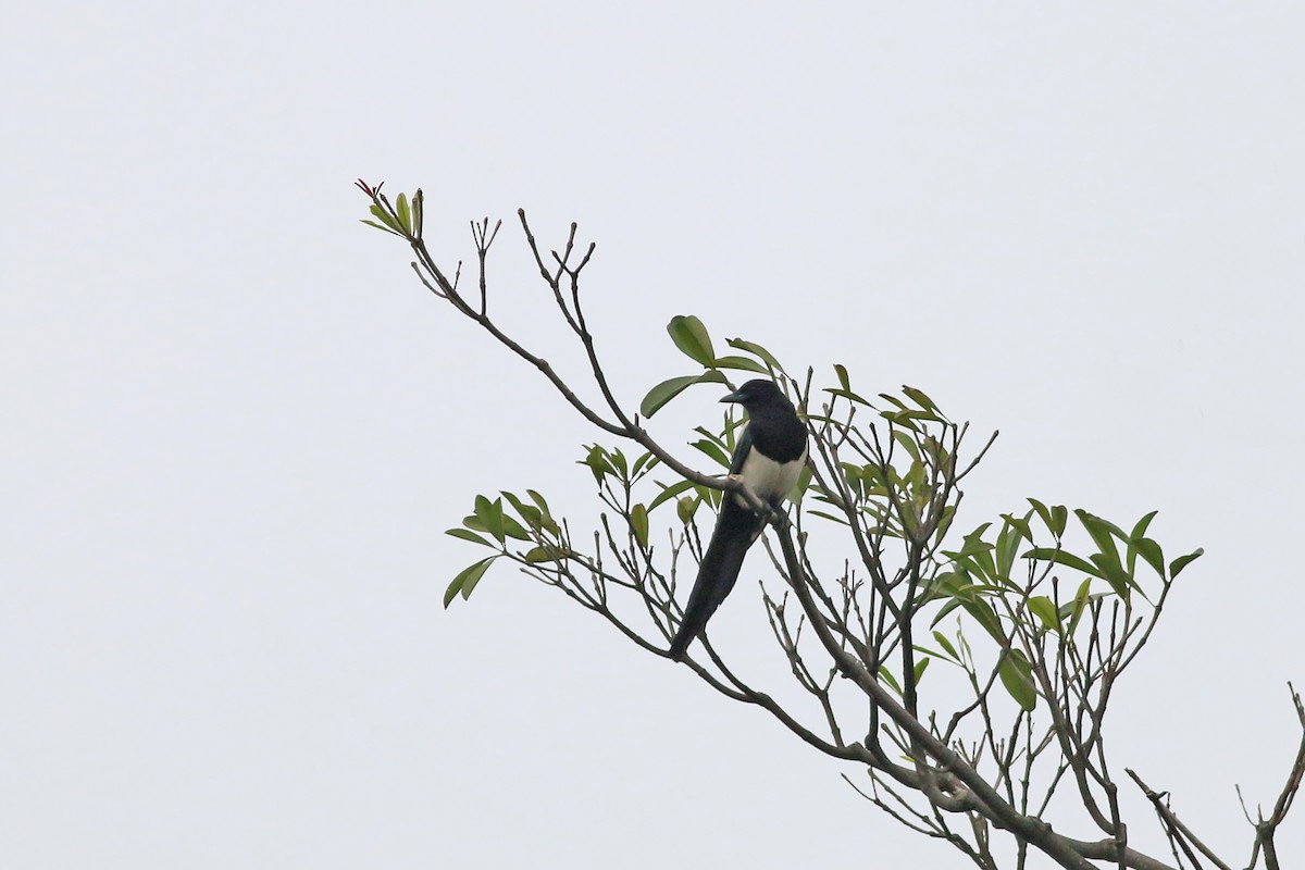 Oriental Magpie - ML644227068