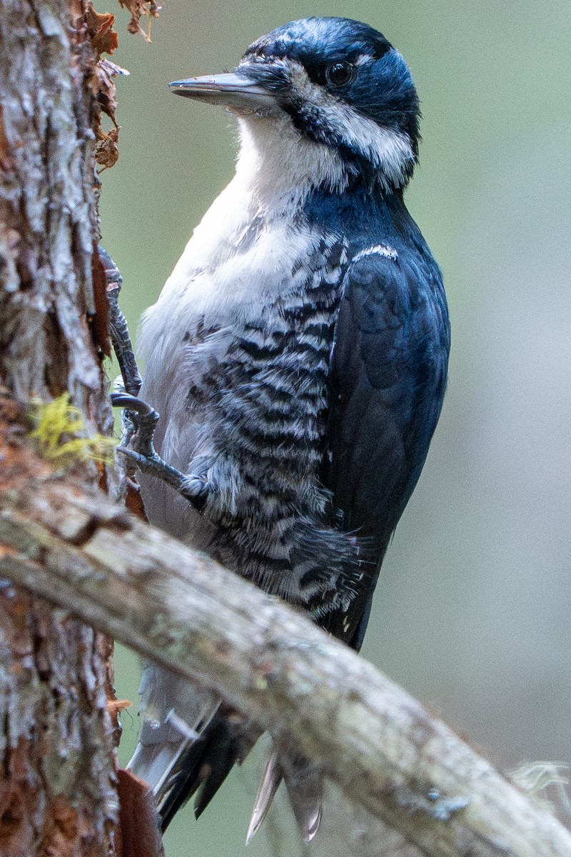 Black-backed Woodpecker - ML644227077