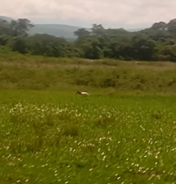 Jabiru - ML644227088