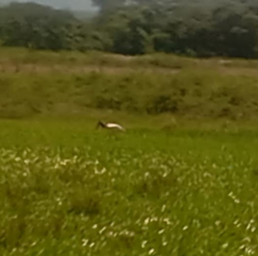 Jabiru - ML644227096