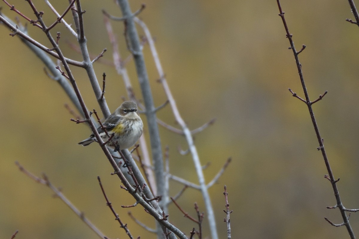 Yellow-rumped Warbler (Myrtle) - ML644227123