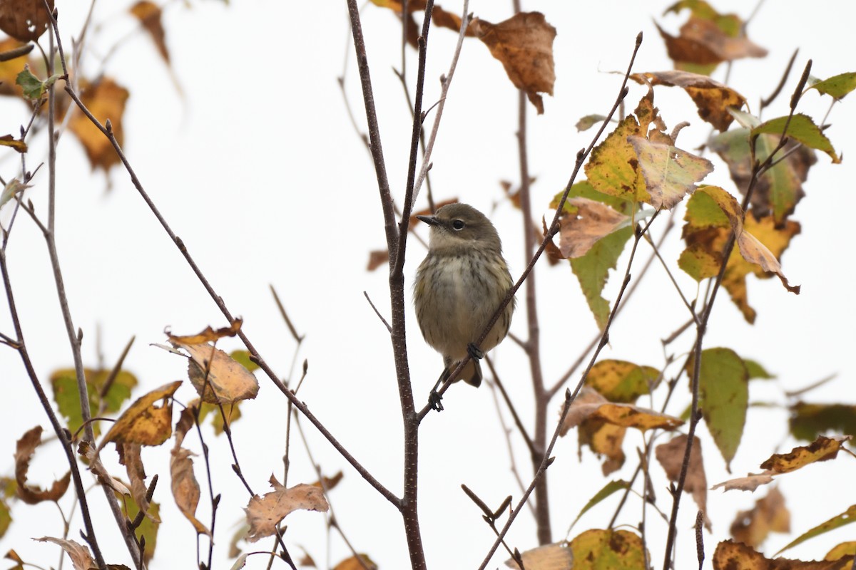 Yellow-rumped Warbler (Myrtle) - ML644227127