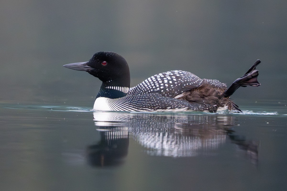 Common Loon - ML644227128