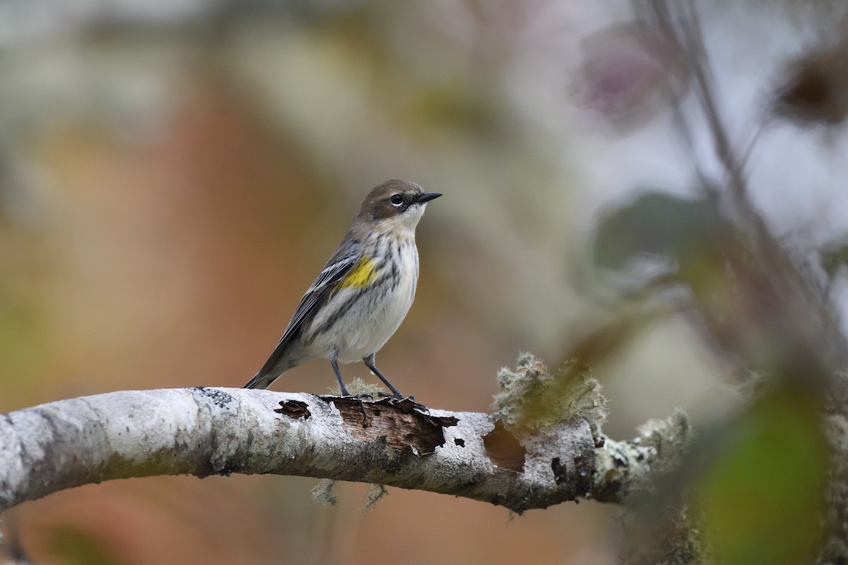 Yellow-rumped Warbler (Myrtle) - ML644227129