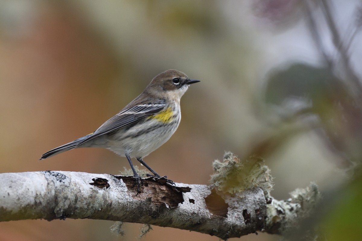 Yellow-rumped Warbler (Myrtle) - ML644227130