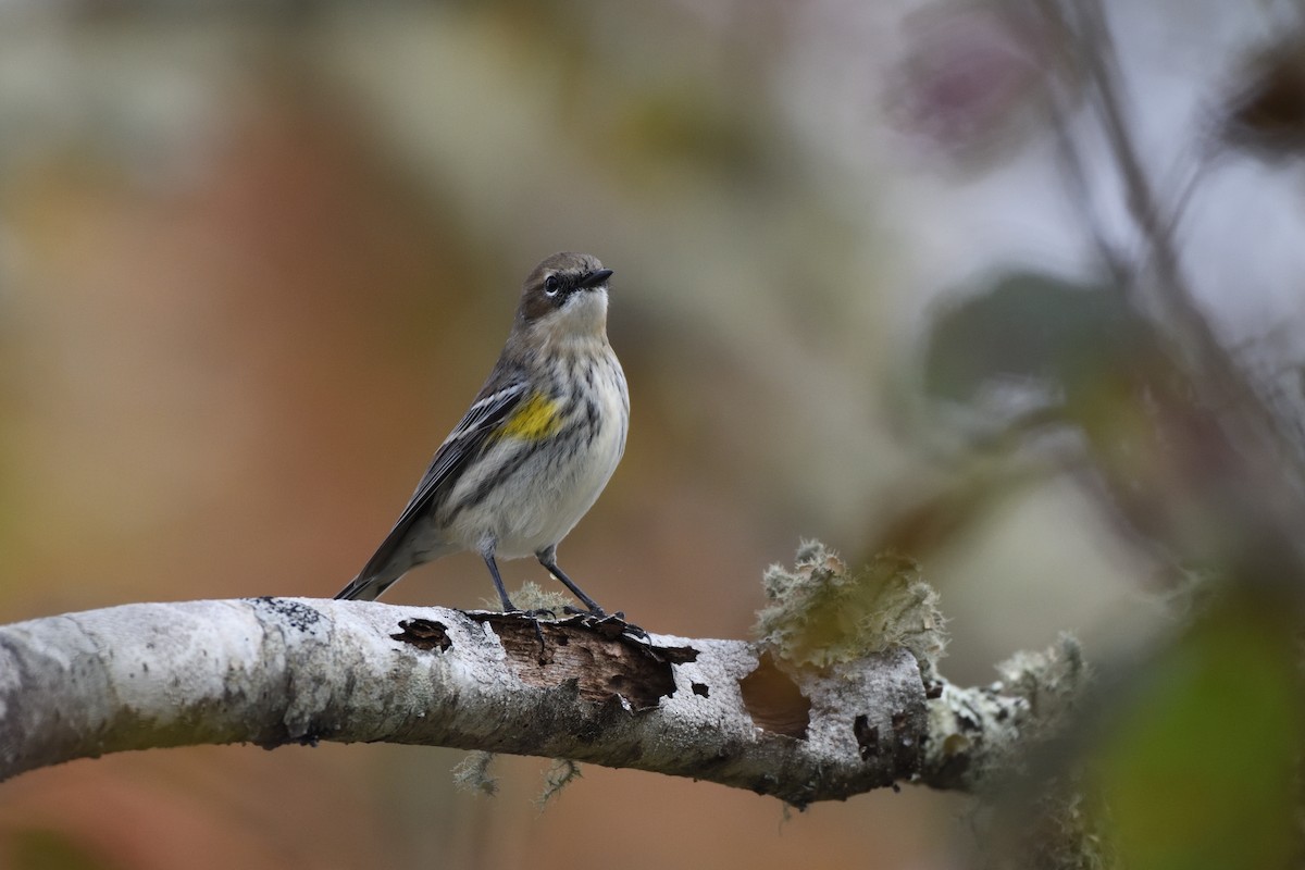 Yellow-rumped Warbler (Myrtle) - ML644227134